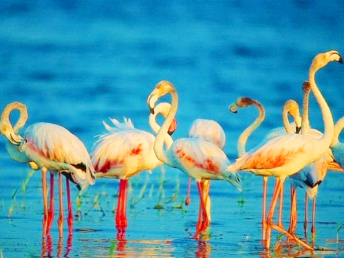 sri-lanka-kumana-safari-tour